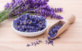 La lavanda: mucho más que una fragancia agradable