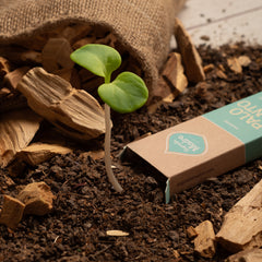 Sahumerio Palo Santo con Fresias